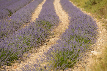 CAMPO DE LAVANDA (Lavandula) EN FLORACI&Oacute;N