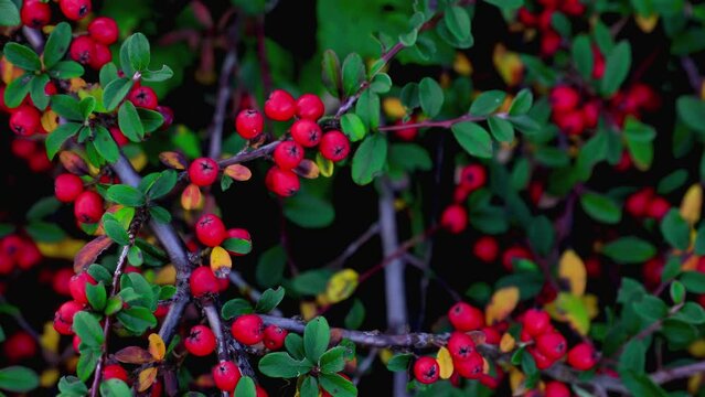 Ornamental bush in autumn. Cotoneaster branches with red fruits and green leaves.