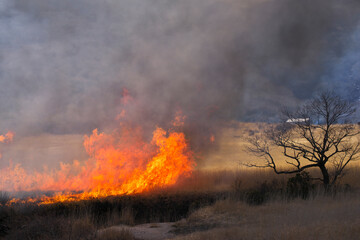 タデ原湿原の野焼き