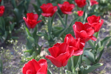 red tulips in the garden