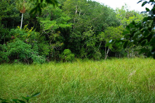 edge of the marge and forest