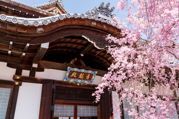 Shorenin Seiryuden Temple with Cherry blossoms. Kyoto, Japan. Japanese translation : Seiryuden...