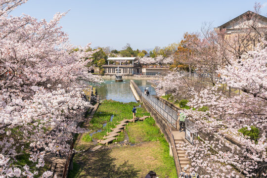 Cherry blossoms along the Nanzenji Boat Reservoir. The Lake Biwa Canal. Kyoto, Japan.