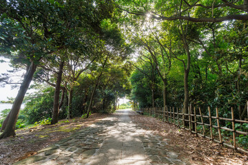 夏の散歩道、木漏れ日の夏休み
