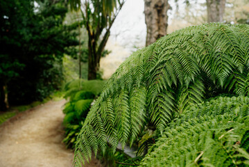 Forest path and natural green fern leaves. Close up of lush foliage texture with fern fronds. Tropical leaves 