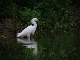 smal white egret