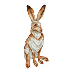 Watercolor vintage rabbit clipart Illustration