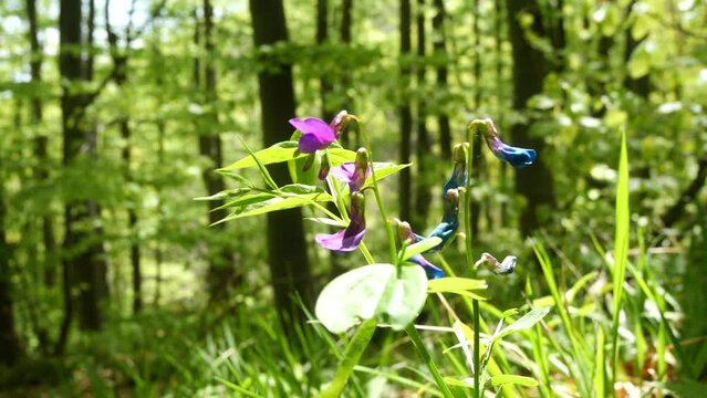 Close-up of a beautiful  spring flower, spring vetchling, spring pea, or spring vetch (Lathyrus vernus)  in a shady beech forest