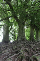 Verwurzelte Natur Englands