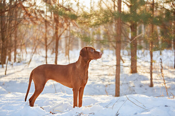 Two brown Hungarian Vizsla dogs dog plays in the snow in winter outside in the forest. Walk together with the owner. Content of pet products, website, articles. Lifestyle photography.