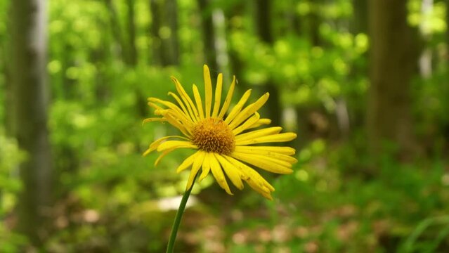 Close-up of a yellow flower of a wild sunflower (Dornicum columnae) in a shady beech forest on a sunny day