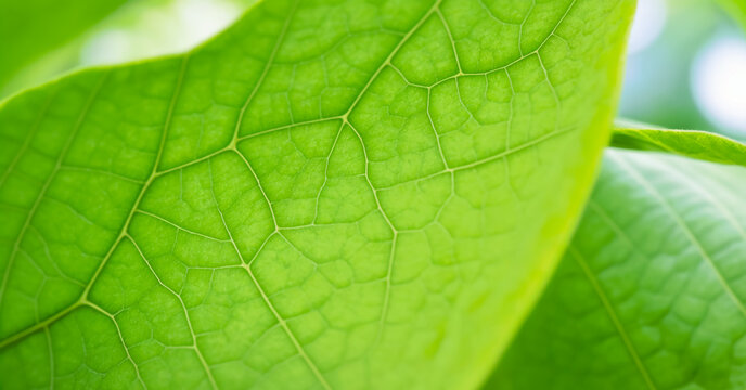 A close-up of a green leaf with visible veins.