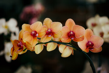 orchid flower