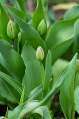 Spring background tulips outdoor flower