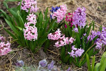 Spring flowers of hyacinth outdoor