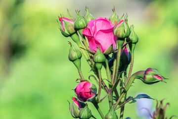 Blooming bush of pink decorative rose 