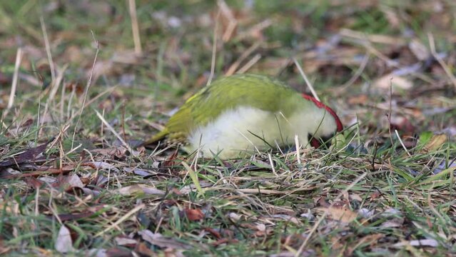 A green woodpecker (Picus viridis) forages on the ground among the grass on a sunny winter day