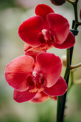 orchid flower
