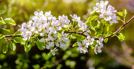 Flowering branch of pear in the garden in spring
