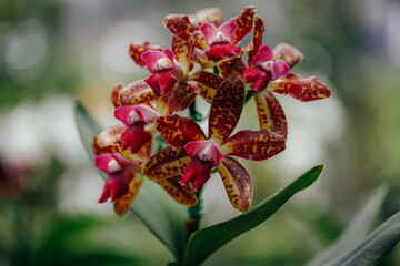 orchid flower