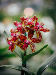 orchid flower