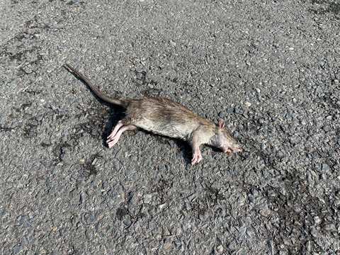 A dead rat on the street