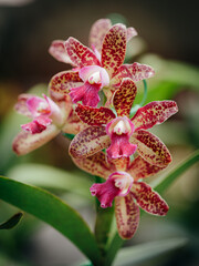 orchid flower