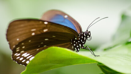 Papillon morpho bleu