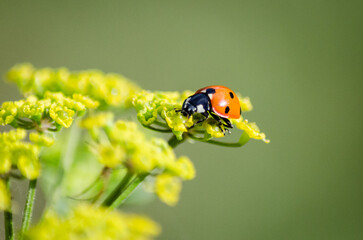 Coccinelle