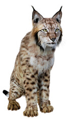 3D Rendering Lynx on White