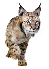 3D Rendering Lynx on White