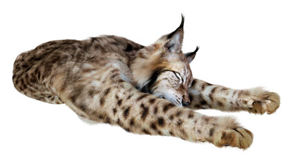 Obraz premium 3D Rendering Lynx on White