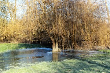 Le saule pleureur gelée en plein mois de janvier à côté de la calme rivière