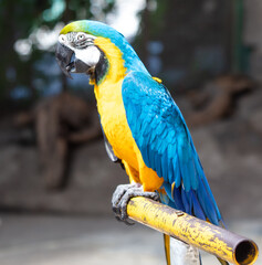 Portrait of a parrot in nature