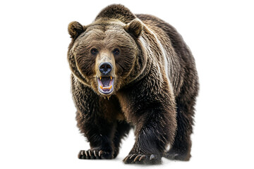 Grizzly Bear Isolated on Transparent Background