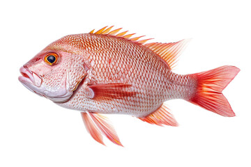Red Fish Isolated on Transparent Background