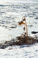 Vertical selective focus view of tall frozen sunflower near the St. Lawrence River coast seen...