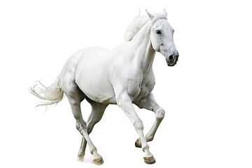White Horse in a Run Isolated on Transparent Background
