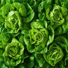 Lettuce vegetables, Background of fresh lettuce arranged together on whole image 