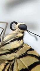 macro photography a butterfly that has just hatched from a cocoon and is not yet able to fly settles on a twig.