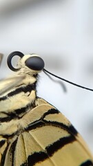 macro photography a butterfly that has just hatched from a cocoon and is not yet able to fly...