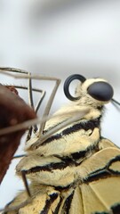macro photography a butterfly that has just hatched from a cocoon and is not yet able to fly settles on a twig.