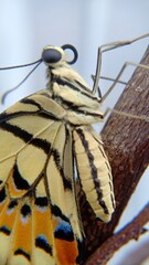 macro photography a butterfly that has just hatched from a cocoon and is not yet able to fly...
