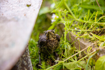 A baby common blackbird fallen from its nest hidden and scared behind a shovel in the green yellow grass.