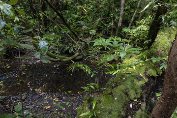 Zealandia Nature Park Wellington New Zealand. Jungle. Forest. Sanctuary.