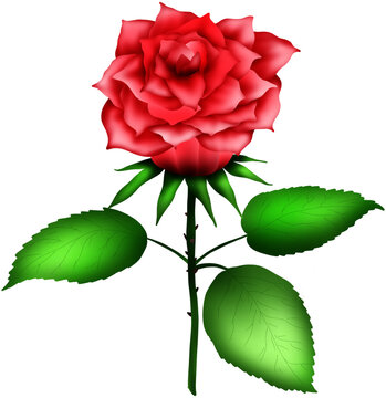 Red roses on Valentine's Day