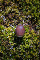 苔むした地面に落ちた可愛いどんぐりの実