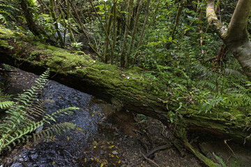 Fallen tree in the jungle. Zealandia Nature Park Wellington New Zealand. Jungle. Forest. Sanctuary.
