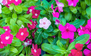 Colorful fresh and beautiful potted flowers