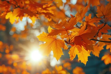 Vibrant Maple Leaves Decorating Autumn Tree in Nature's Palette with the soft glow of a beautiful sun. Relaxation concept, relaxation